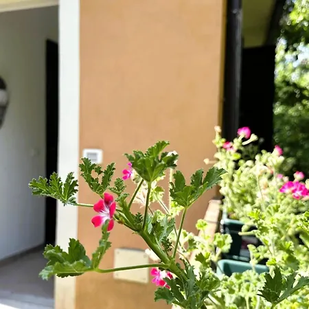 La Ciliegia * Ушо